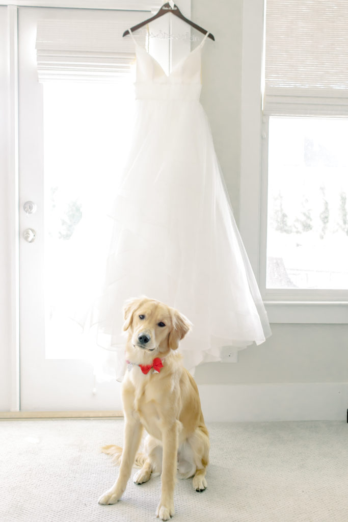 puppy in front of a hanging wedding dress