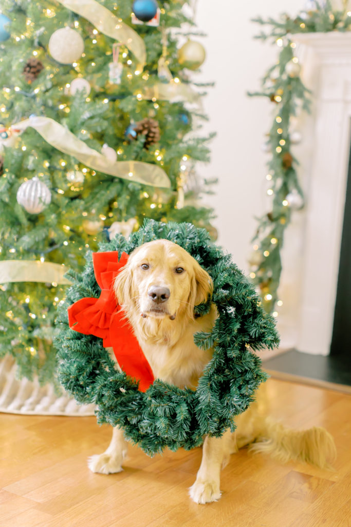 dog in front of christmas tree with wreath around neck