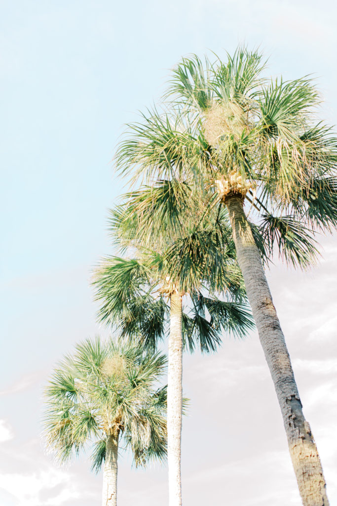 palm trees at the ribault club wedding | photo by Mary Catherine Echols, a Jacksonville based photographer