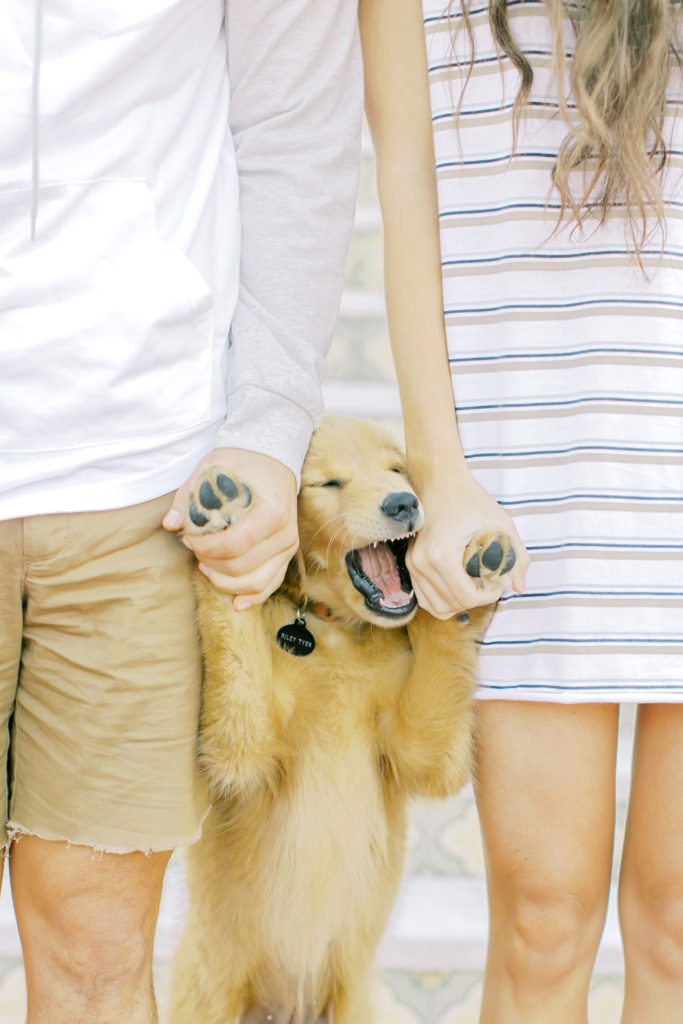 engaged couple holds hands with their golden retriever puppy