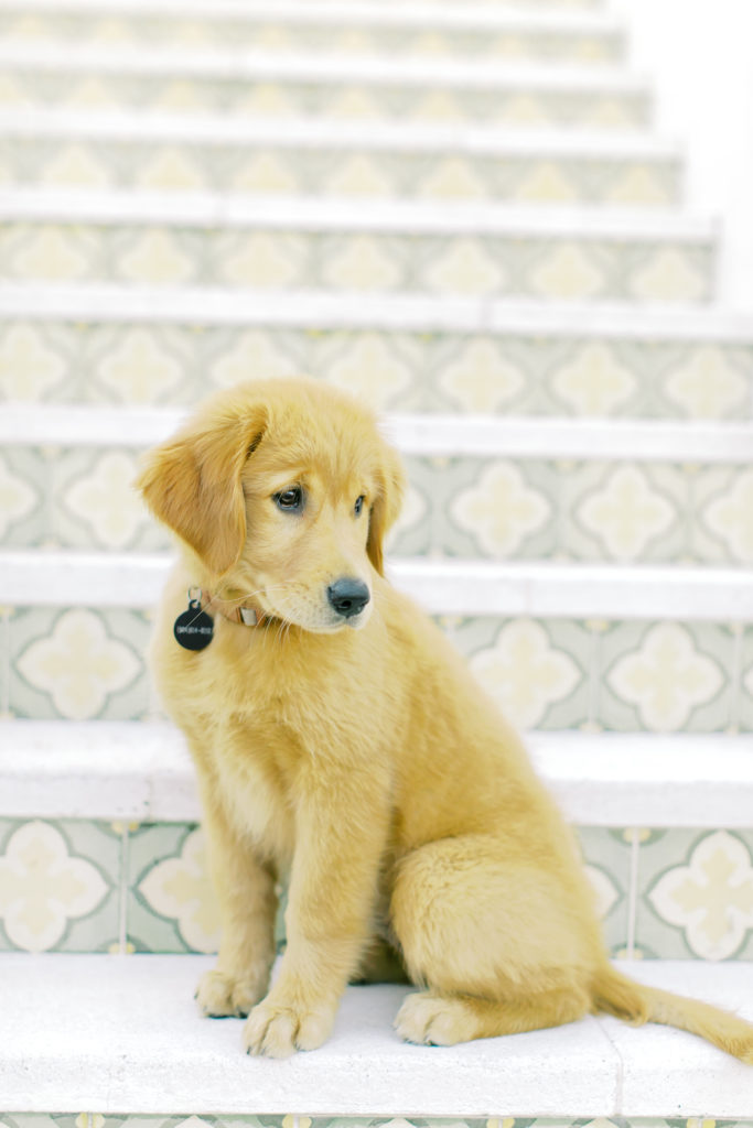 golden retriever puppy sitting on stairs in neptune beach